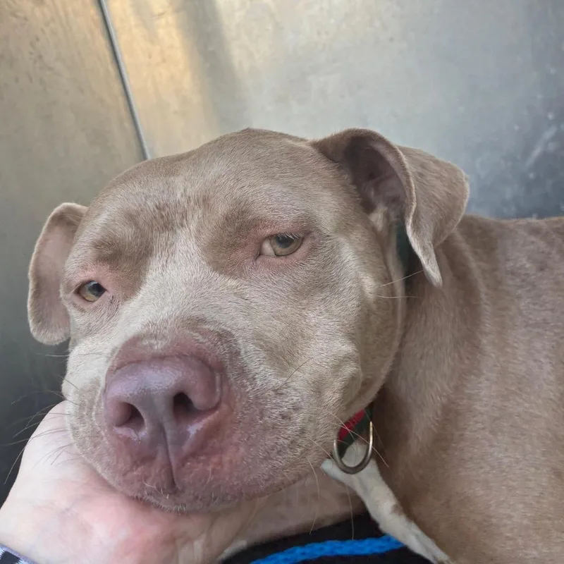 An adult medium-sized female Yellow / Tan / Blond / Fawn Pit Bull Terrier dog named Bebe for adoption in Bryan, TX