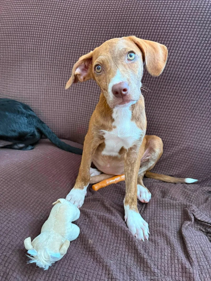 A baby medium-sized female Yellow / Tan / Blond / Fawn Hound dog named June for adoption in Palm Bay, FL