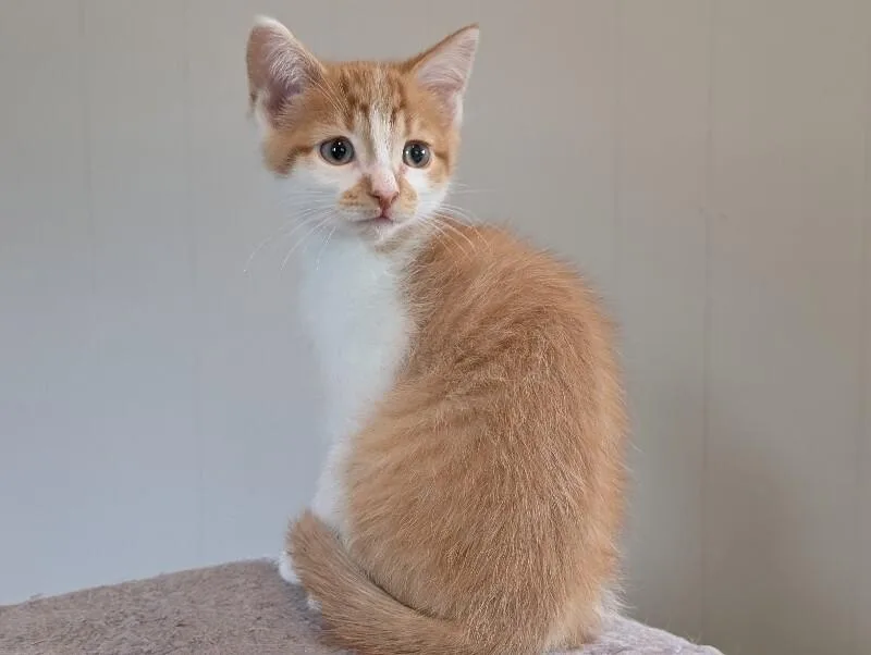 A young medium-sized male Orange / Red Domestic Short Hair cat named Ricky for adoption in Adrian, MI