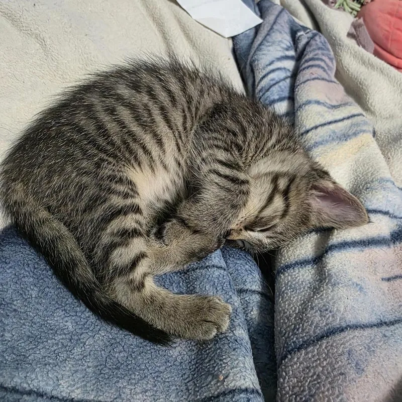 A baby small-sized female Brown / Chocolate Domestic Short Hair cat named Ms. Gus Gus C for adoption in Princeton, MN