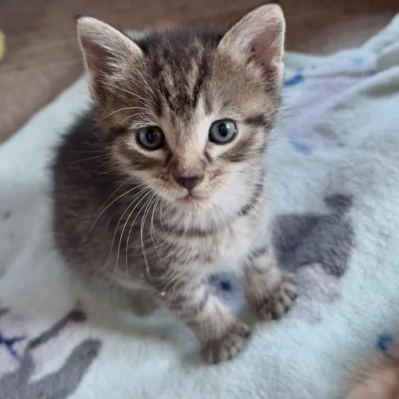 Ms. Gus Gus C thumbnail 2