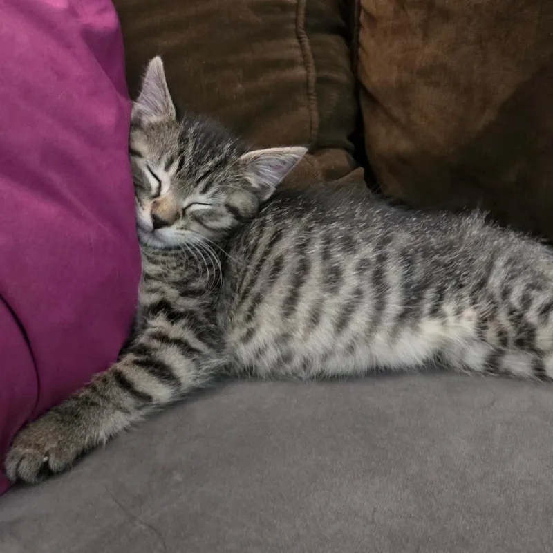 Ms. Gus Gus C thumbnail 5