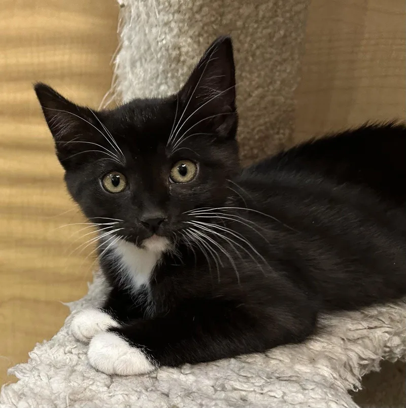 A baby medium-sized female Black & White / Tuxedo Tuxedo cat named Mari for adoption in San Jose, CA