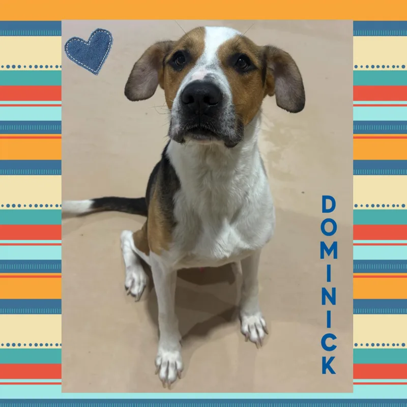 Dominick thumbnail 3