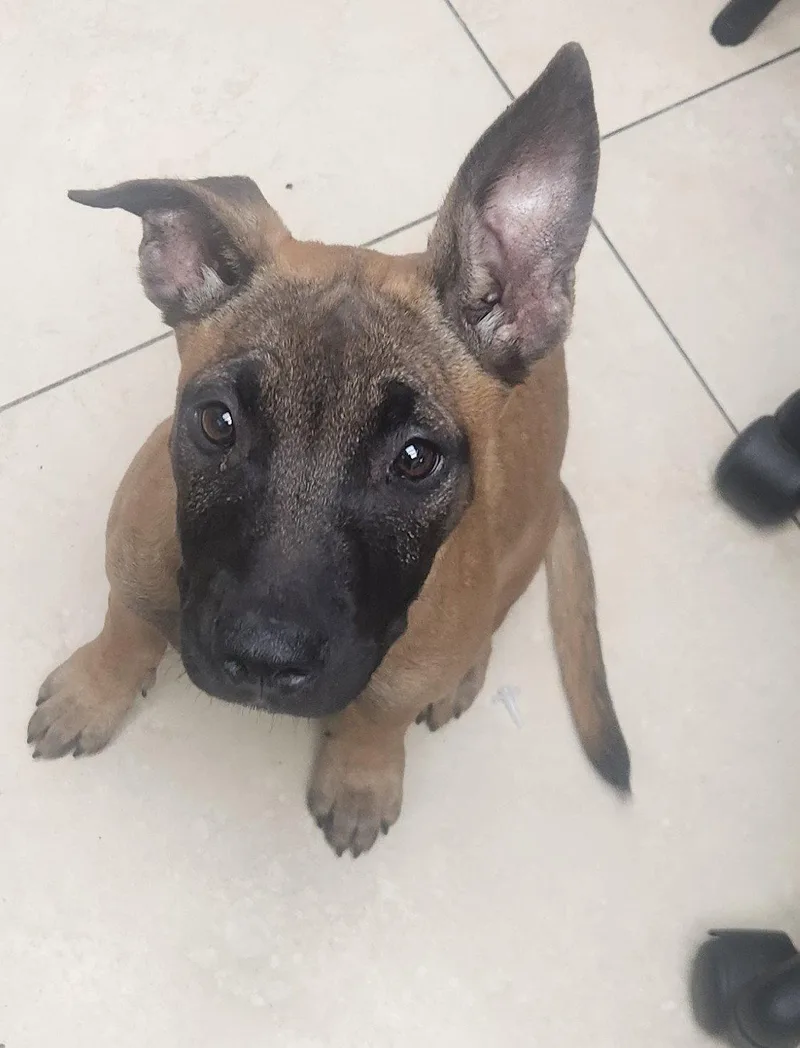A baby medium-sized female Belgian Shepherd / Malinois dog named Mya for adoption in Oakland Park, FL