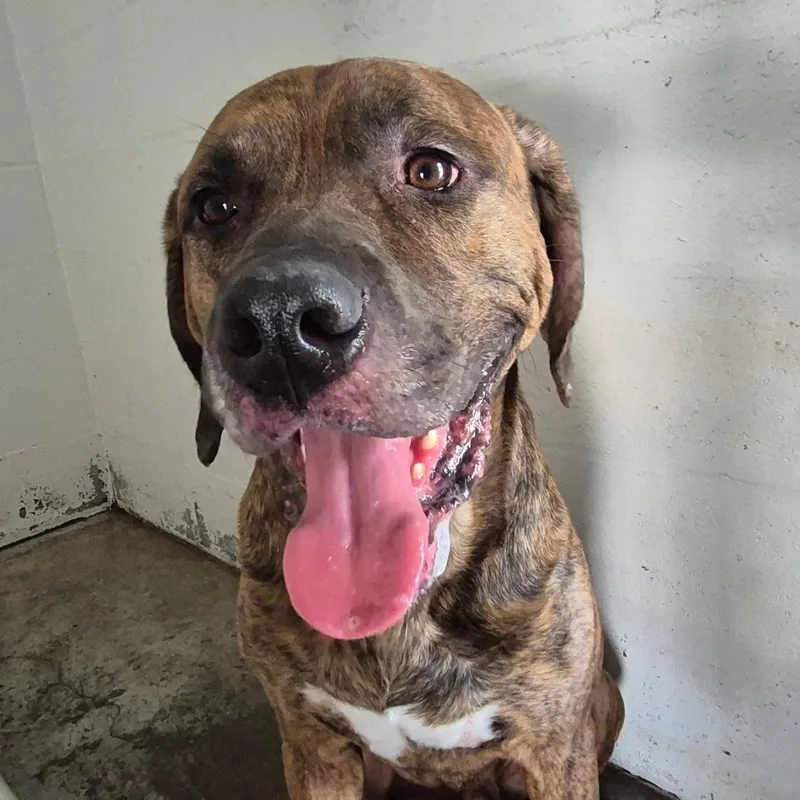 An adult large-sized male Brown / Chocolate Mixed Breed dog named Hank for adoption in Lake Panasoffkee, FL