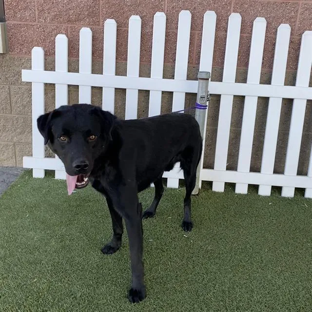 A young large-sized male Labrador Retriever dog named A for adoption in Modesto, CA