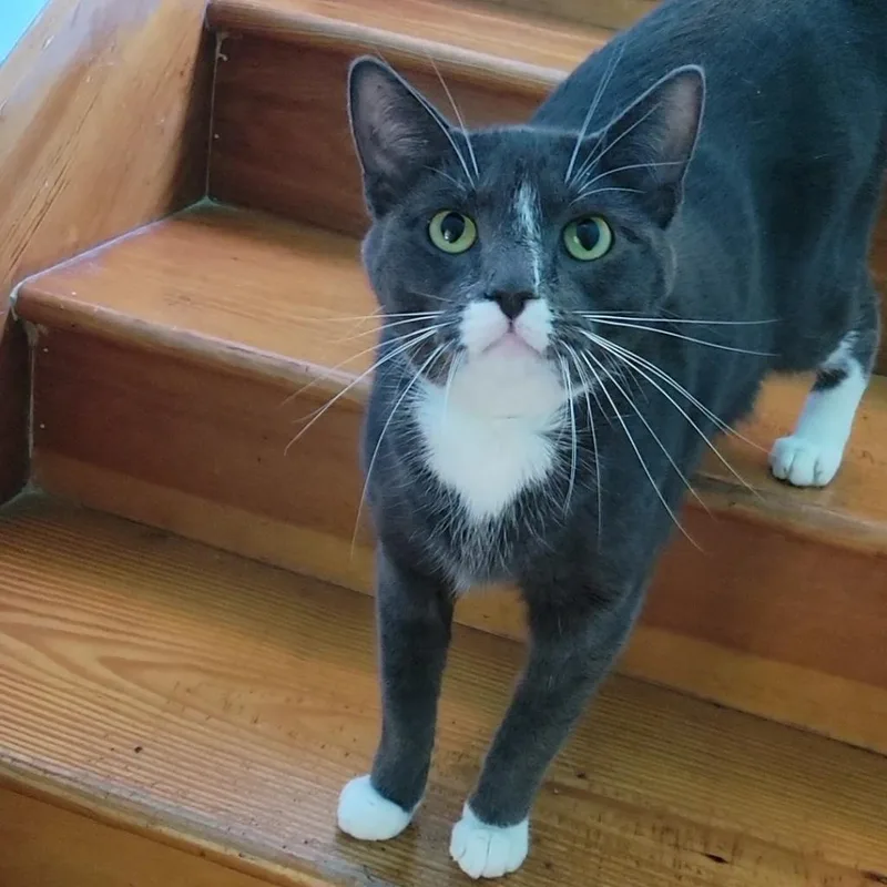 An adult extra large-sized male Gray / Blue / Silver Domestic Short Hair cat named Oliver Twist for adoption in Brimfield, MA