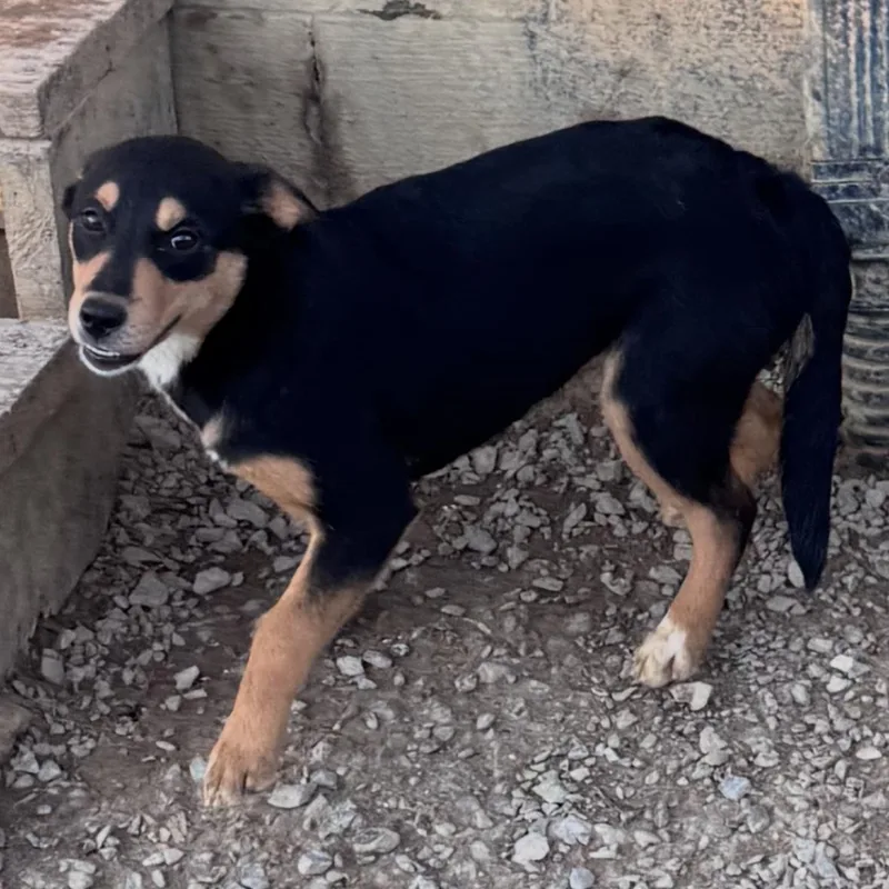 A young medium-sized female Beagle dog named Rory for adoption in Chuckey, TN