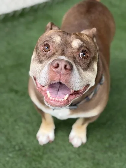 An adult medium-sized male Brown / Chocolate Bulldog dog named Milo for adoption in Sacramento, CA