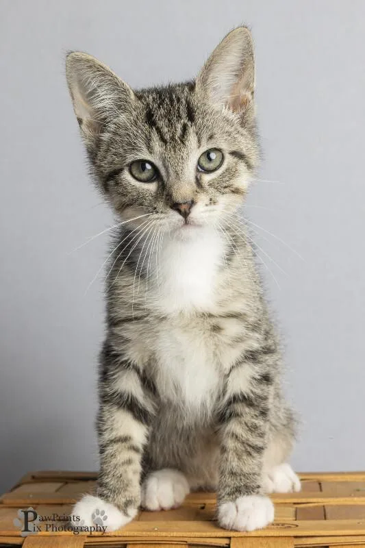 A young medium-sized male Tabby (Brown / Chocolate) Domestic Short Hair cat named Eggplant for adoption in Maryville, TN