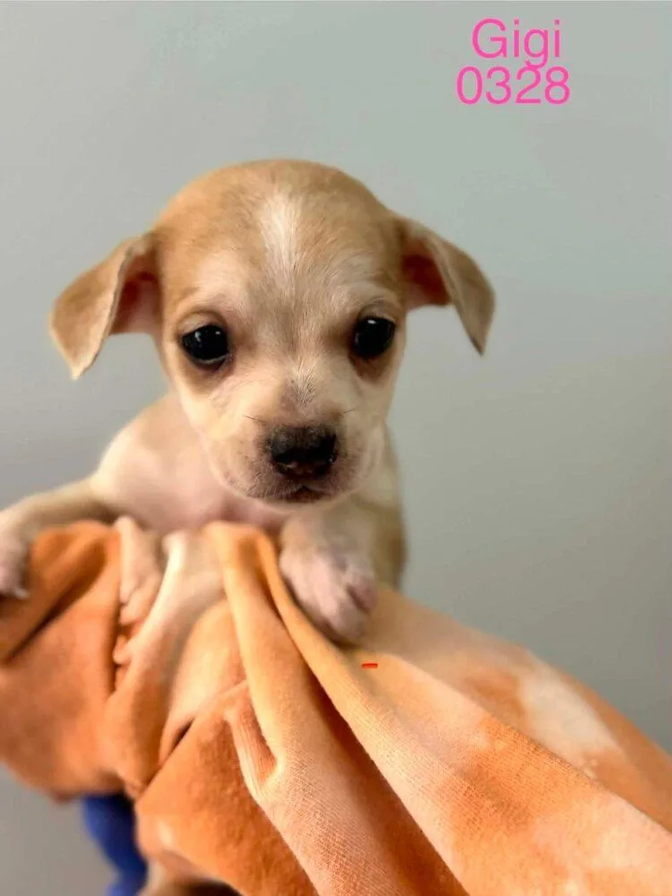 A baby medium-sized female Beagle dog named Gigi for adoption in New York, NY