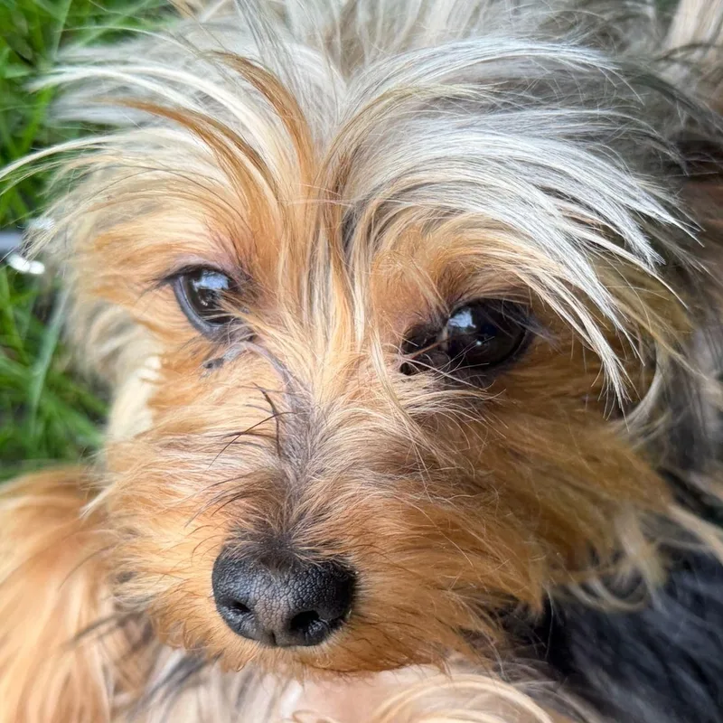 Ms. Bubbly Bee Lili thumbnail 3