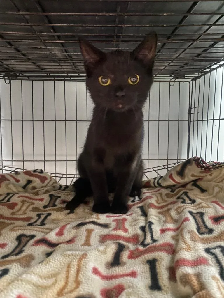 A young medium-sized male Domestic Short Hair cat named Cherry for adoption in Wabash, IN