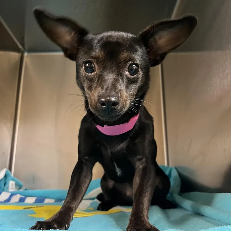 A young small-sized female Black Mixed Breed dog named Candy for adoption in Chattanooga, TN