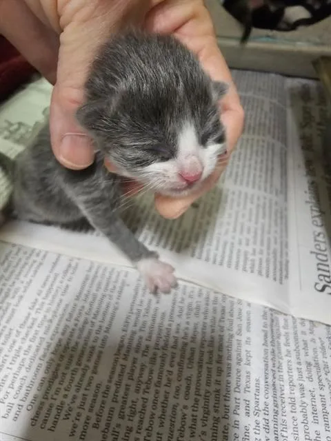 A baby small-sized female Domestic Short Hair cat named Isla for adoption in Thousand Palms, CA