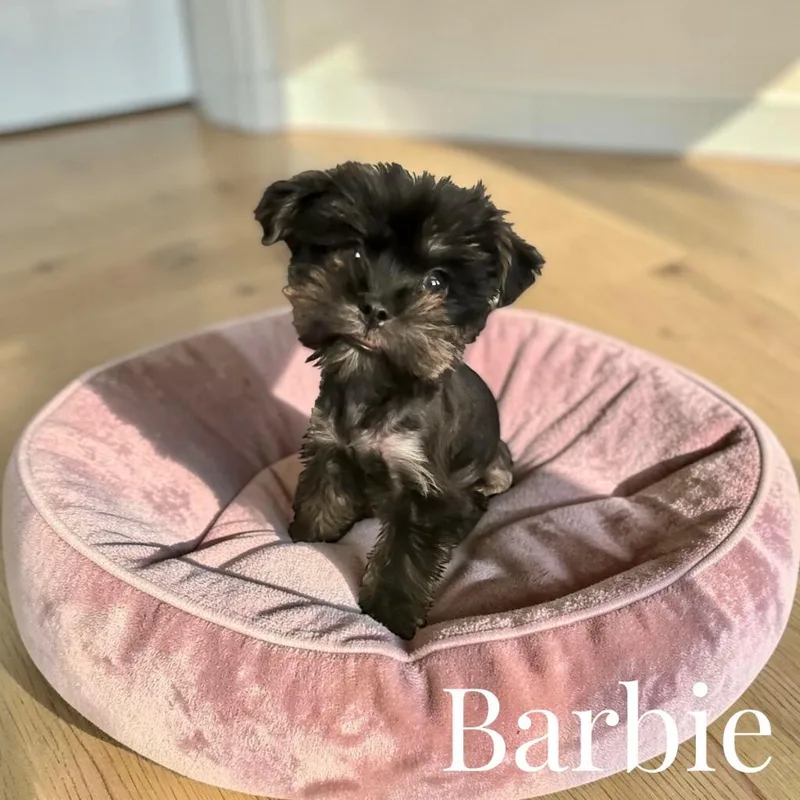 A baby small-sized female Yorkshire Terrier dog named Barbie for adoption in West Bloomfield, MI