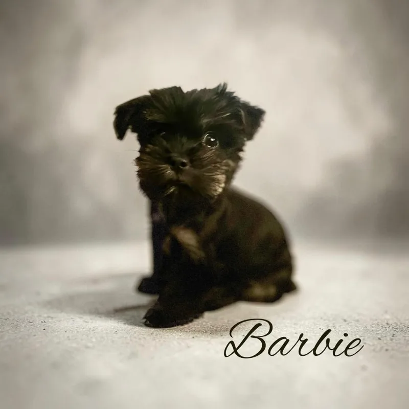 Barbie thumbnail 2