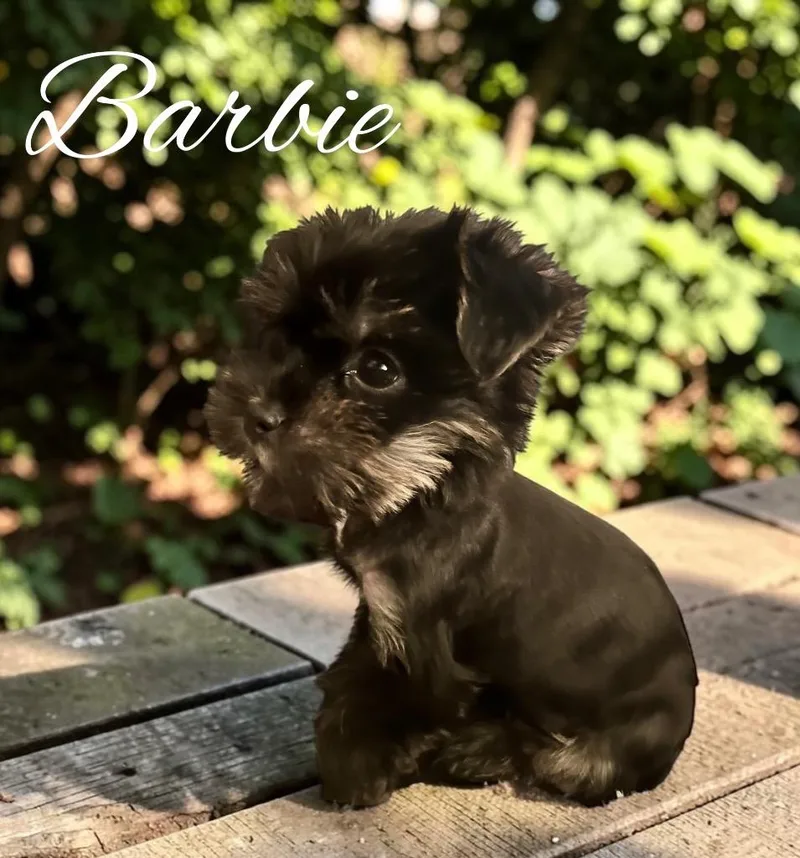 Barbie thumbnail 3