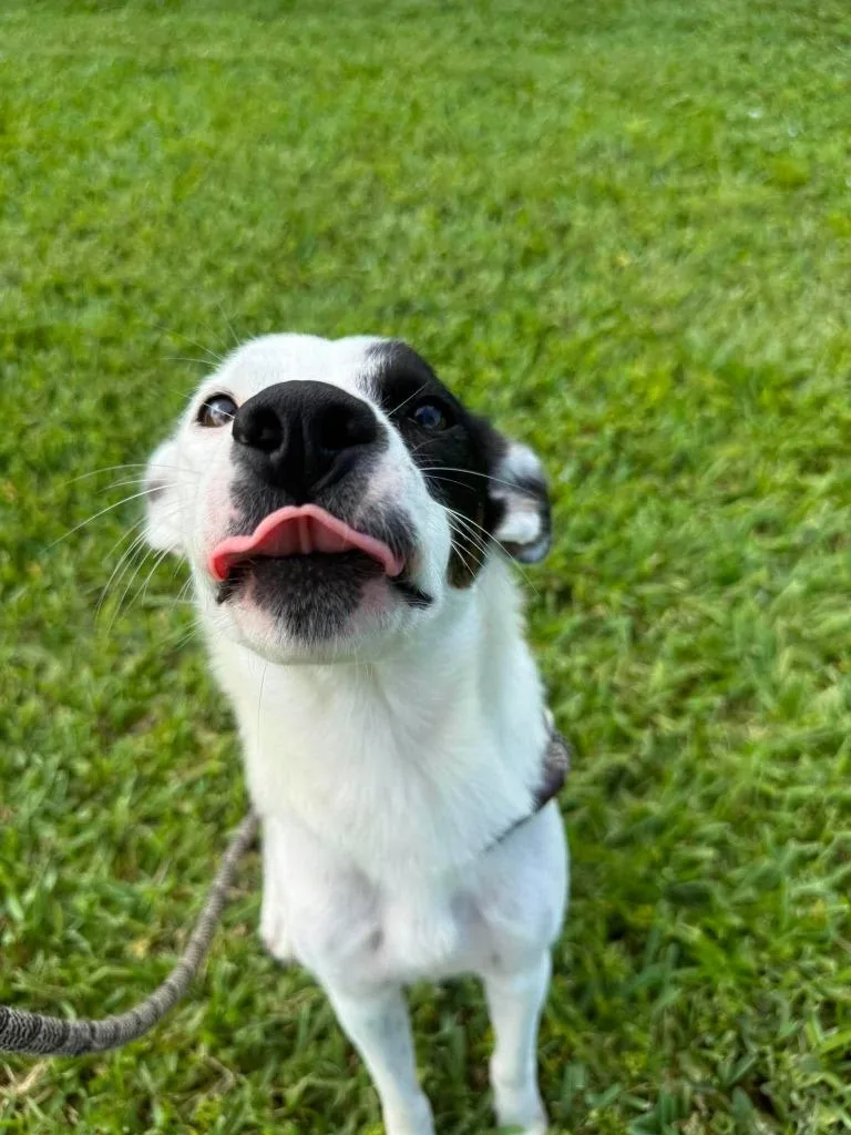 A young small-sized female Collie dog named Baby Love for adoption in Sebastian, FL