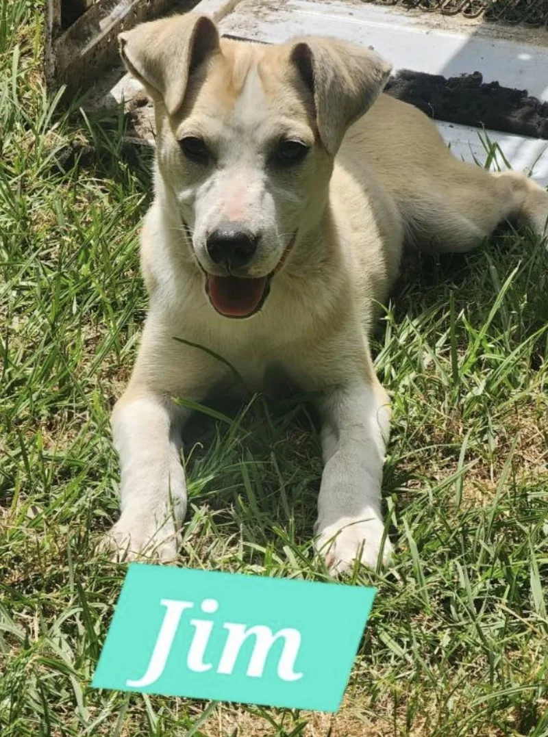 A baby medium-sized male Mixed Breed dog named Jim for adoption in Rock Hill, NY