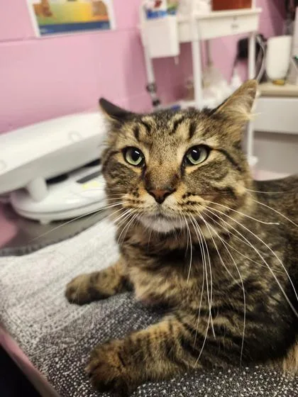 An adult large-sized male Domestic Short Hair cat named Purrlock Holmes for adoption in Columbus, IN