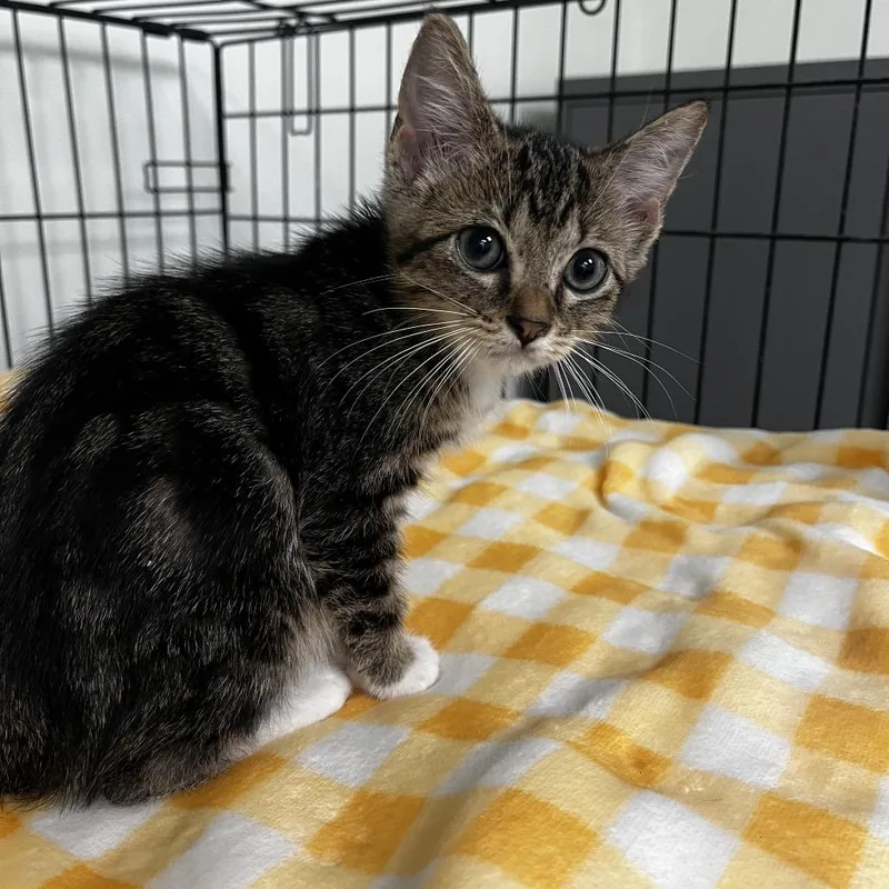 A baby small-sized male Brown / Chocolate Domestic Short Hair cat named Pringle for adoption in Houston, TX