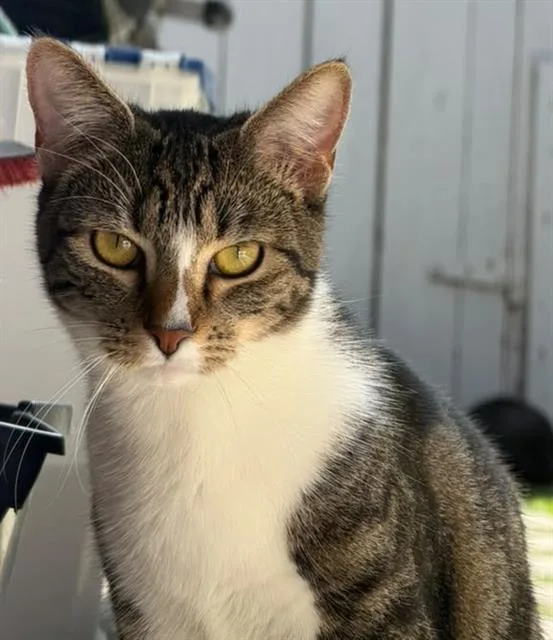 A young small-sized female Domestic Short Hair cat named Cinnamon for adoption in Camarillo, CA