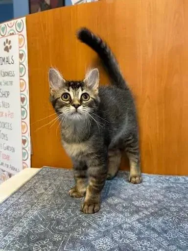 A baby small-sized female Domestic Short Hair cat named Miso for adoption in Woodbridge, VA