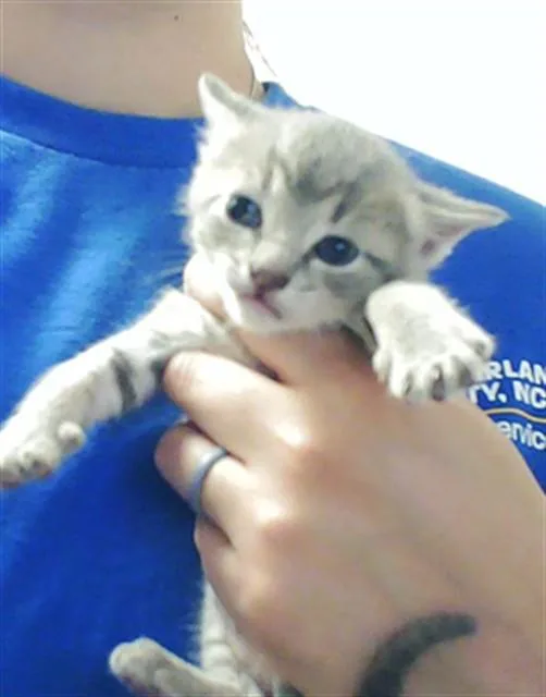 Finn
