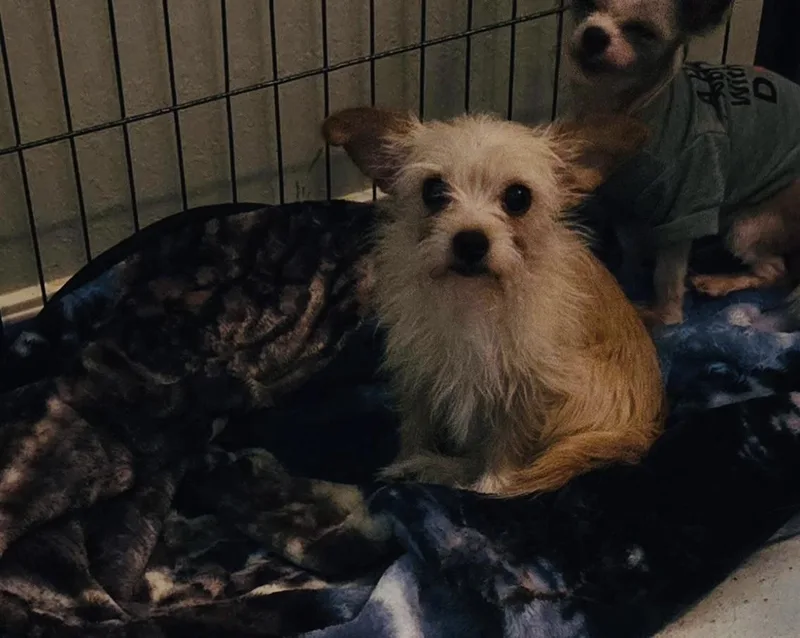 An adult small-sized female Apricot / Beige Terrier dog named Kelly for adoption in Chicopee, MA
