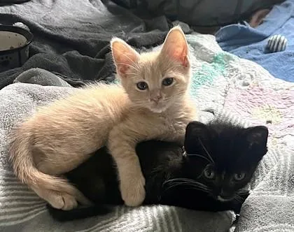 A baby small-sized male Buff / Tan / Fawn Domestic Short Hair cat named Kenny for adoption in Kansas City, MO