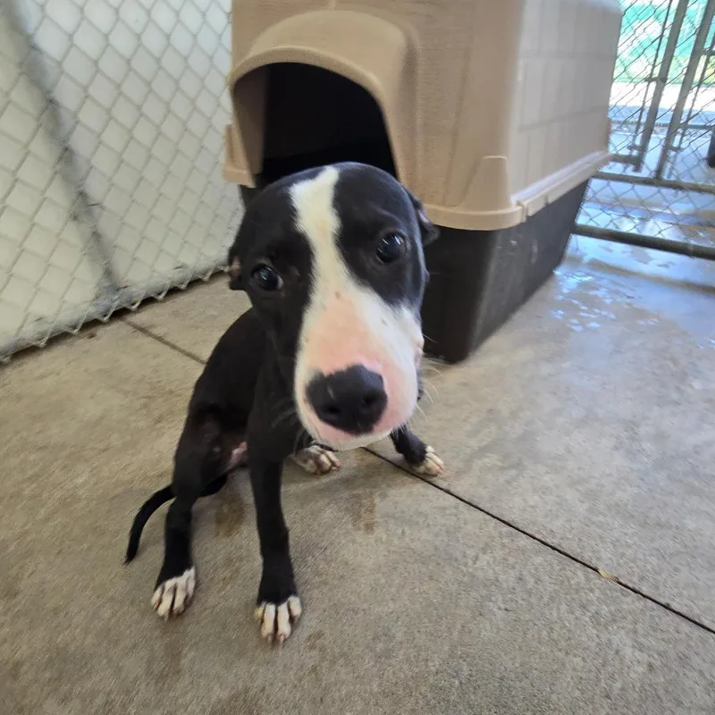 A young small-sized female Black Mixed Breed dog named Corbett for adoption in Mount Gilead, NC