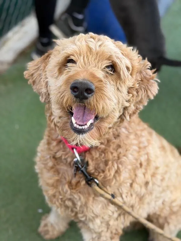 An adult medium-sized male Golden Goldendoodle dog named Rueben for adoption in Fruit Heights, UT