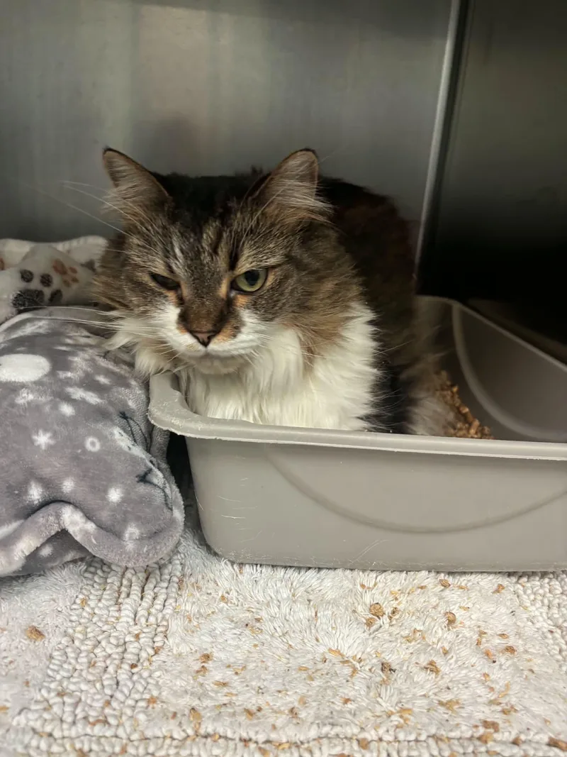 An adult large-sized female Tabby (Brown / Chocolate) Domestic Long Hair cat named Precious for adoption in Berryville, VA