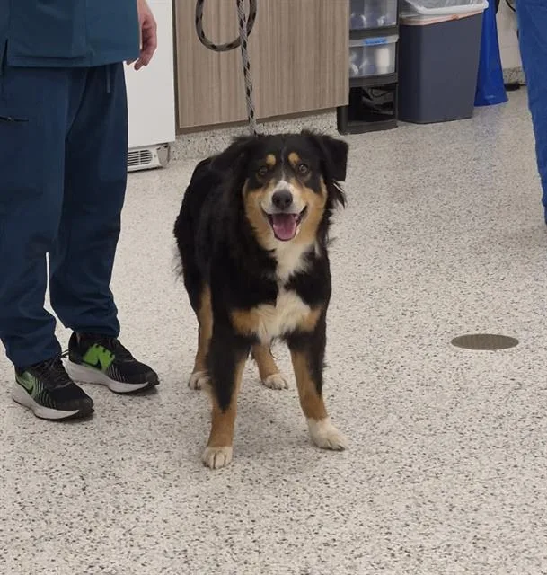 An adult medium-sized female Australian Shepherd dog named Mae for adoption in Canfield, OH