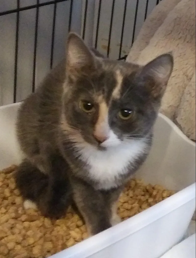 A baby medium-sized female Dilute Calico Domestic Short Hair cat named Wilhelmina for adoption in Port Wentworth, GA