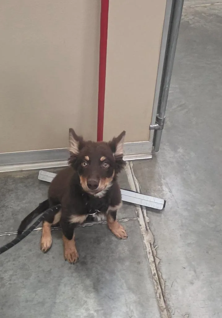 A baby small-sized female Affenpinscher dog named Oakley for adoption in Green River, WY