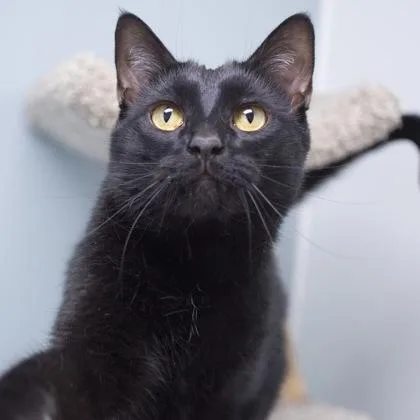 A baby extra large-sized male Domestic Short Hair cat named Melvin for adoption in Verona, WI