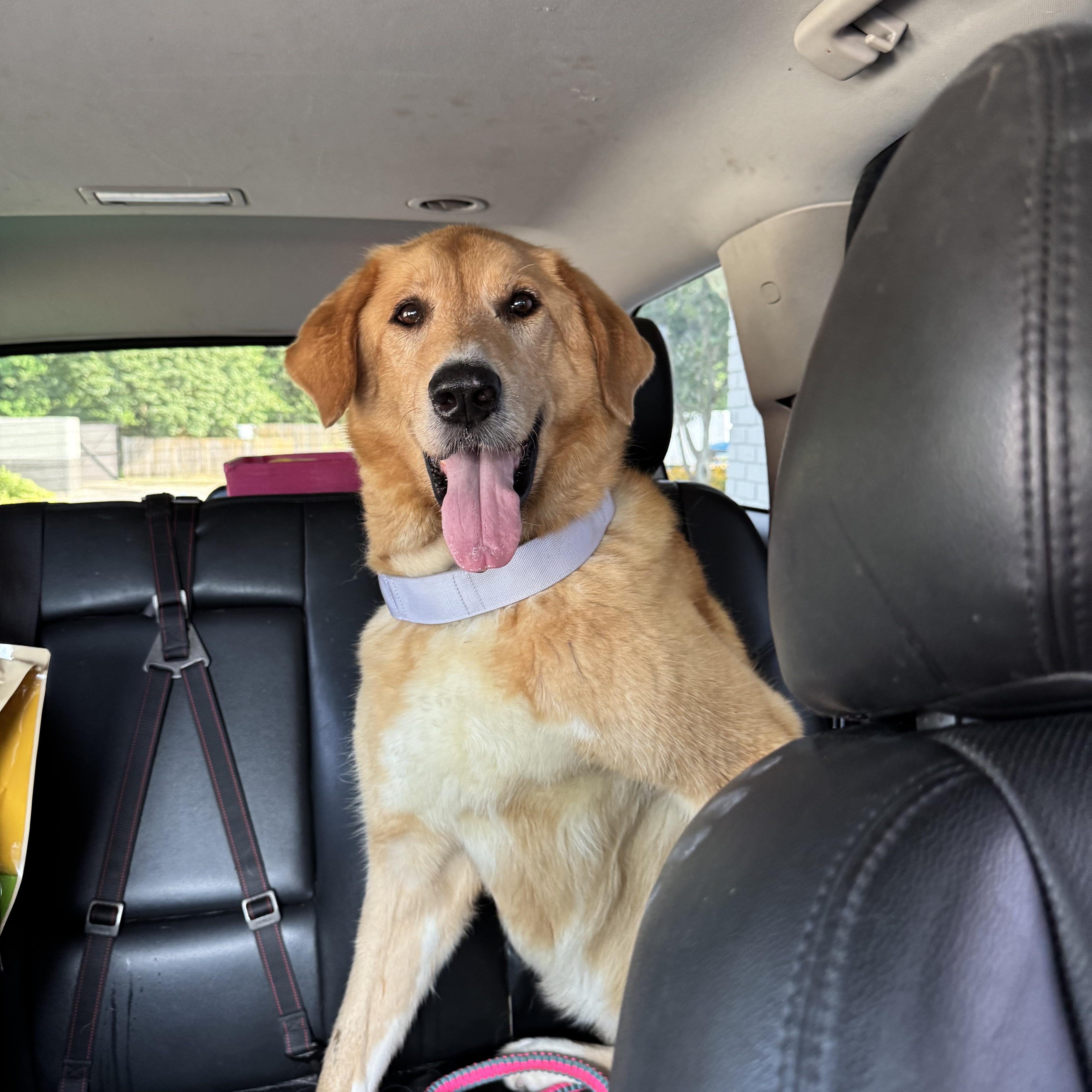 Dixie Girl thumbnail 2