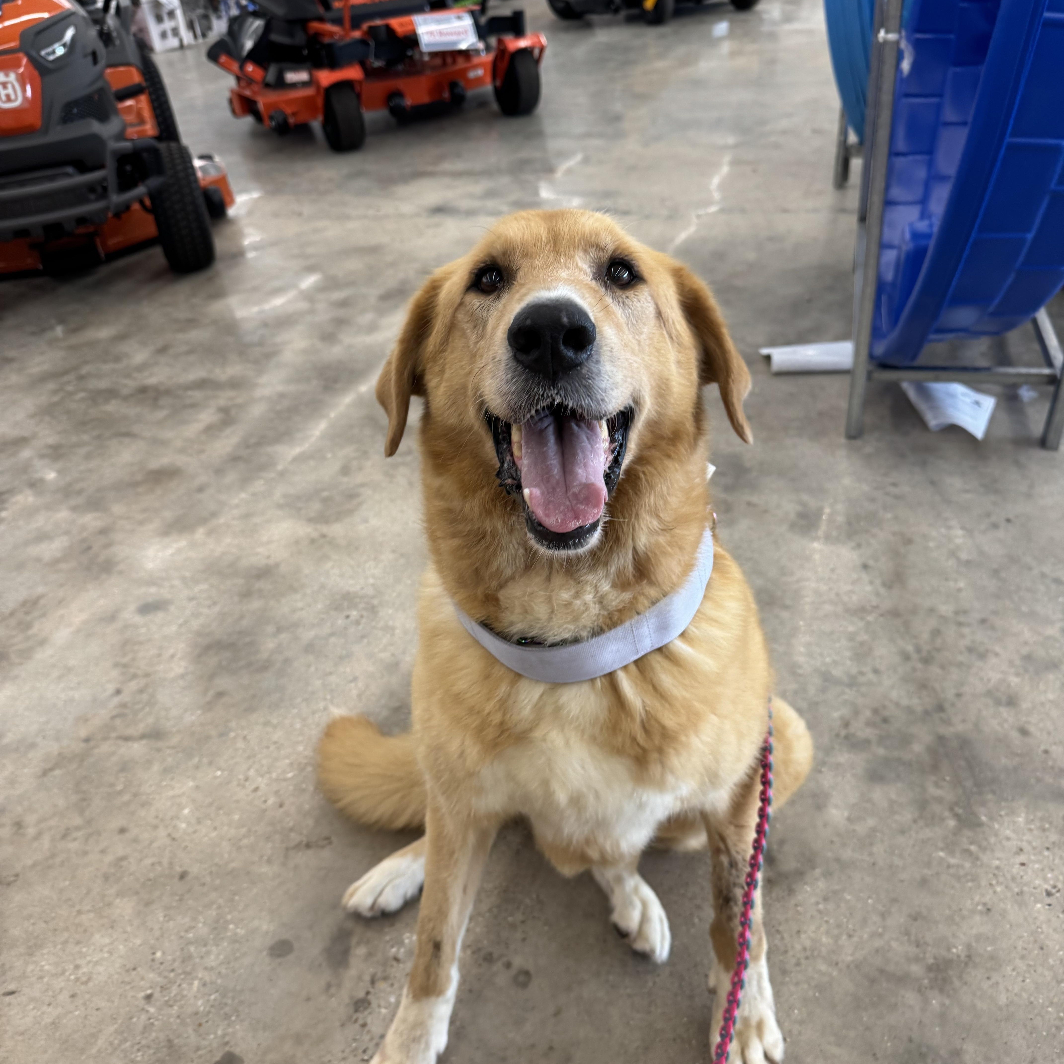 Dixie Girl thumbnail 3