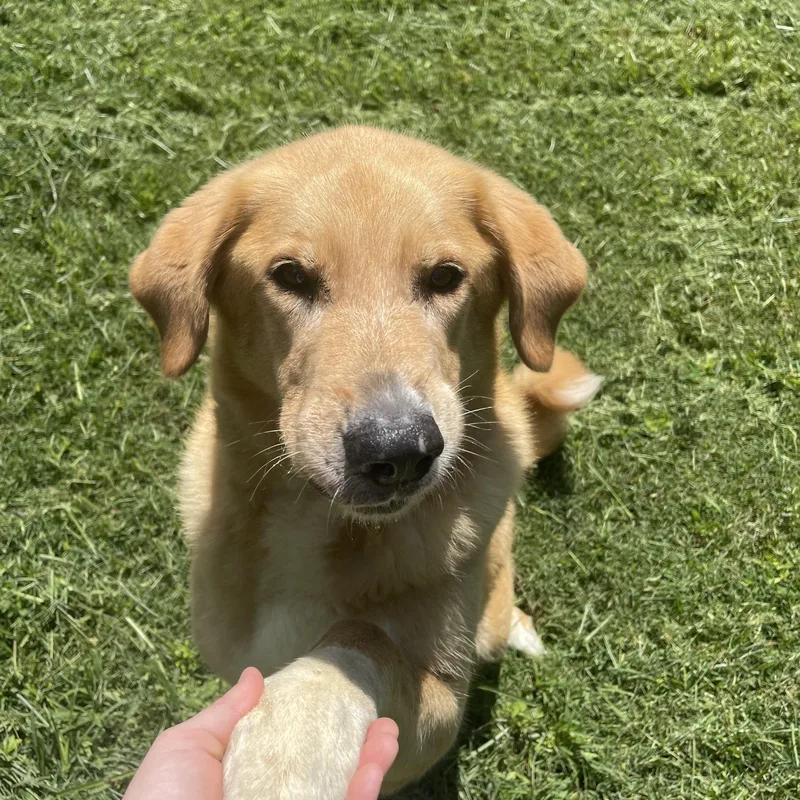 Dixie Girl thumbnail 4