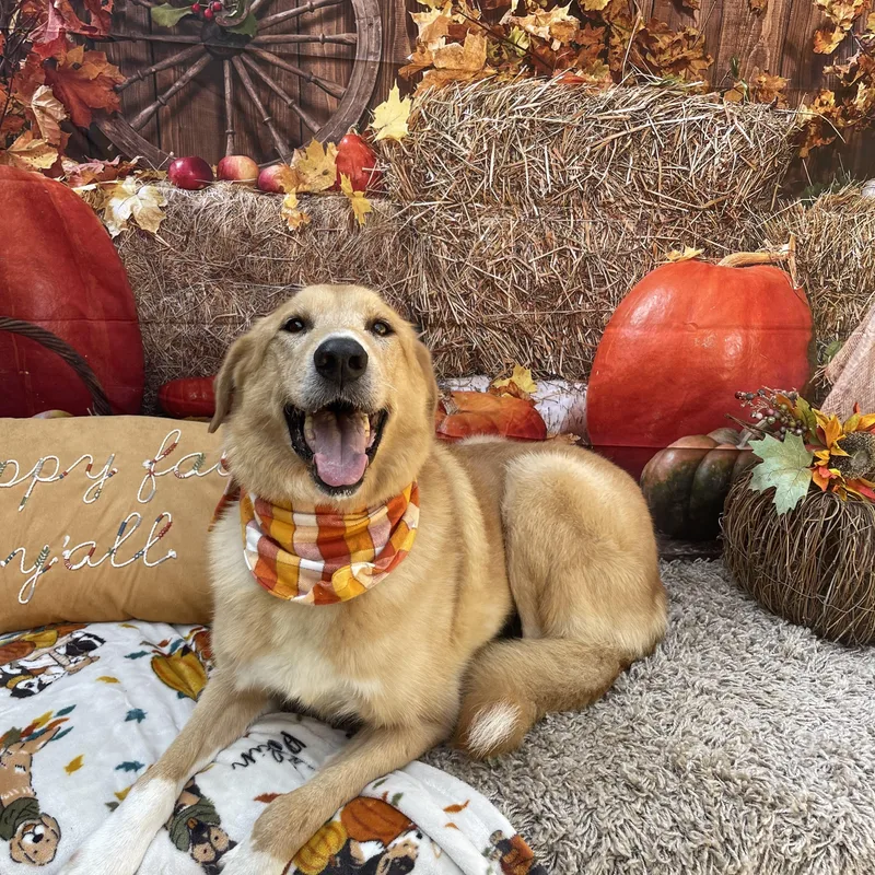 Dixie Girl thumbnail 5