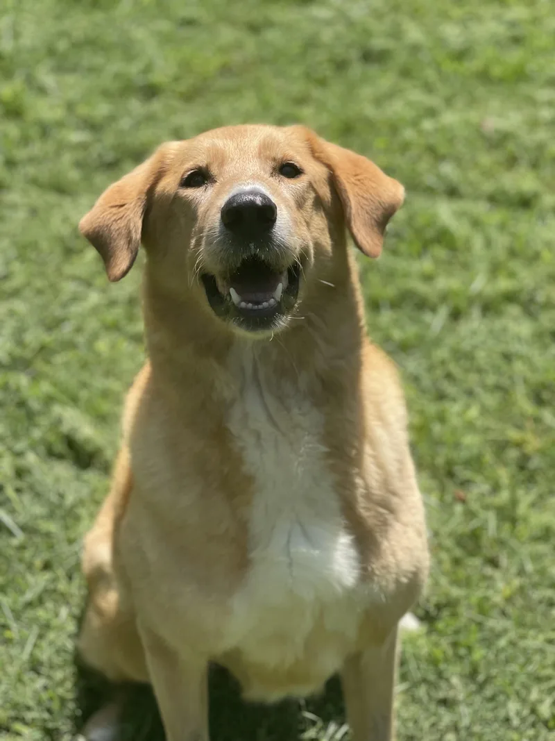 Dixie Girl thumbnail 6