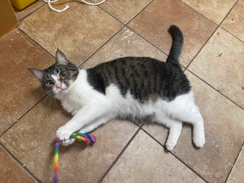A young medium-sized male Tabby (Brown / Chocolate) Egyptian Mau cat named Randy Nedley for adoption in HEMET, CA