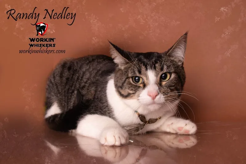 Randy Nedley thumbnail 5
