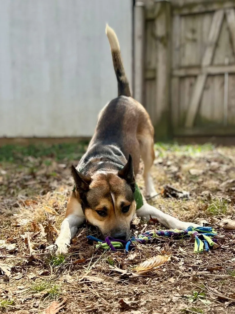 An adult medium-sized male Tricolor (Brown, Black, & White) Siberian Husky dog named Trevor for adoption in Ashland, VA