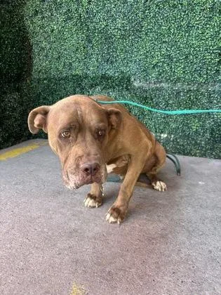 An adult large-sized male Mastiff dog named Canelo for adoption in El Paso, TX