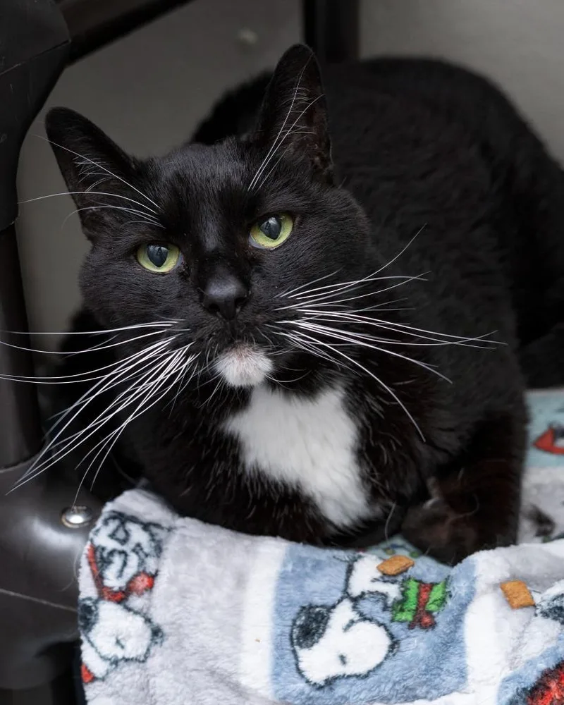 A senior medium-sized male Domestic Short Hair cat named Blackie for adoption in Boone, IA