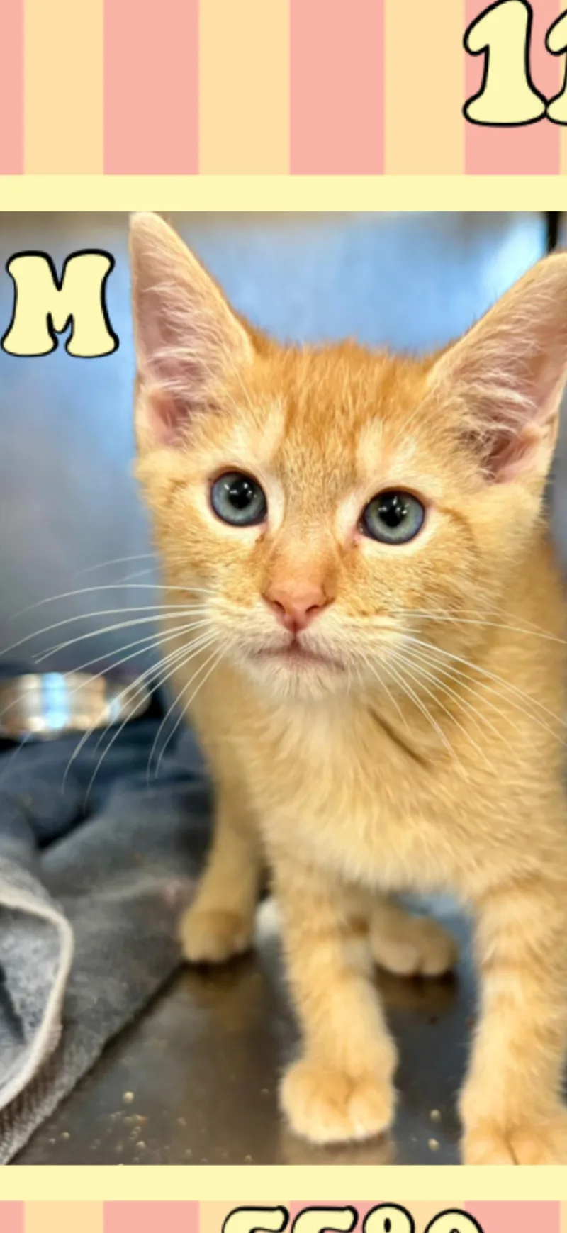 A young medium-sized male Tabby (Orange / Red) American Shorthair cat named Zoodle for adoption in Marvin, NC